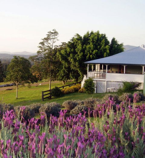 Dayboro - Blue Ridge Lavender Cottage - Accommodation Australia 4