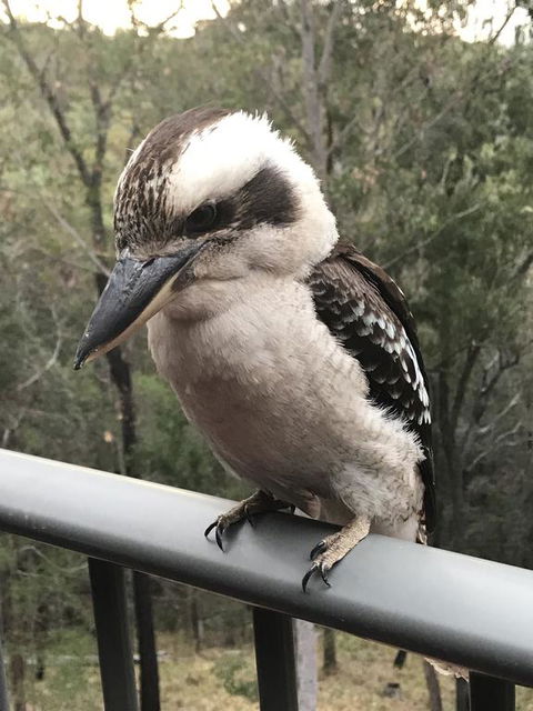 424 Trees - Accommodation Australia 0