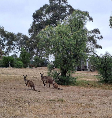 Gums N Roses By Tiny Away - Local Tourism 4