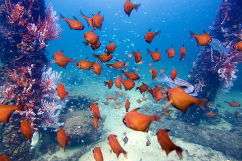 API Busselton Seaside Escape Apartments - Local Tourism 1