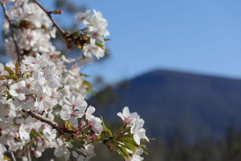 Mountains And Treetops Retreat - Nature Getaway - Bed n Breakfasts 3