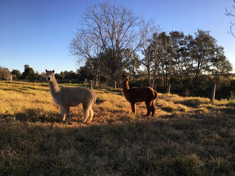 Muswellbrook Northside Bed & Breakfast - Accommodation Australia 0