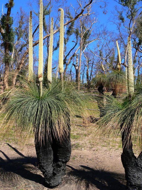 Aurora Cottages Bush Retreat - Accommodation Australia 3