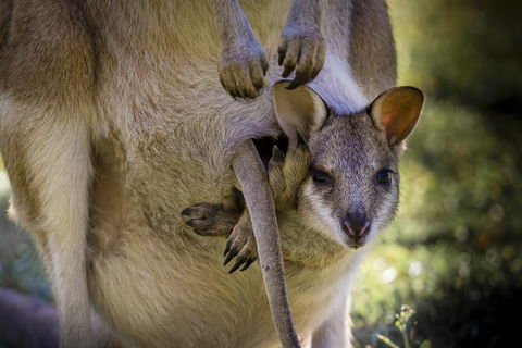 Bamurru Plains - Accommodation Australia 3