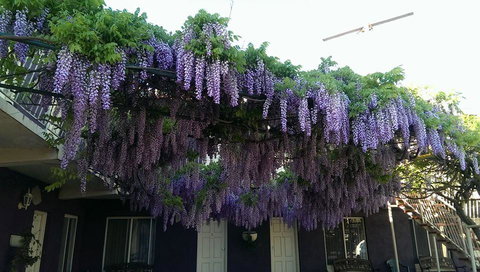 Barossa Gateway Motel - Local Tourism 2