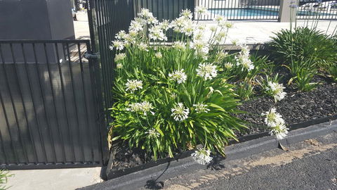 Bathurst Gold Panner - Local Tourism 1