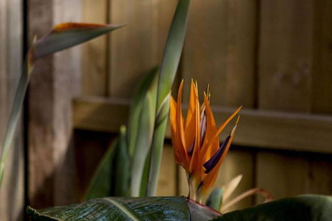 Rose Cottage - Accommodation Australia 1