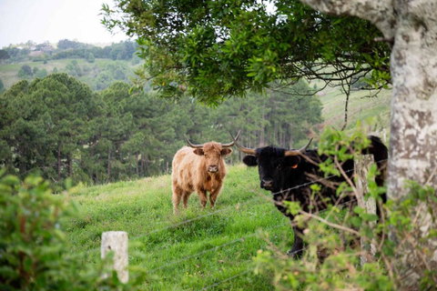 Rosewood Tiny Home By Tiny Away - Accommodation Australia 2