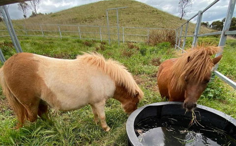 Rowsley Valley Tiny House 2 By Tiny Away - Local Tourism 2