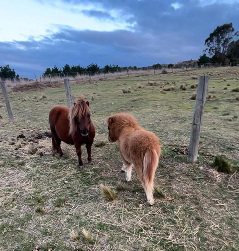 Rowsley Valley Tiny House 2 By Tiny Away - Local Tourism 1