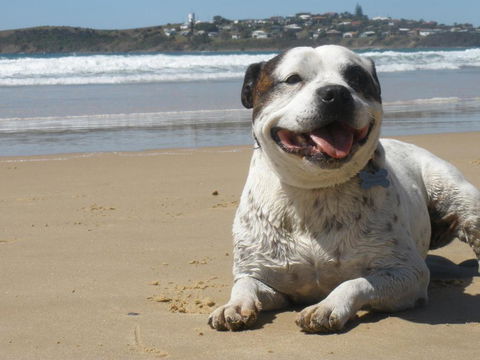 Safety Beach Ocean Bungalows - Accommodation Australia 1