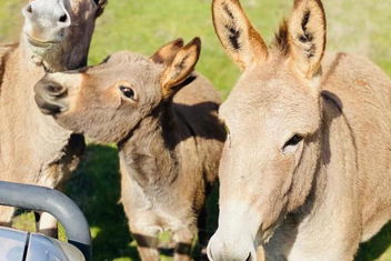 Sandalwood Downs Fabulous Farm Stay TOODYAY with Accommodation Australia