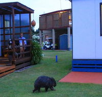 BIG4 Kelso Sands Holiday  Native Wildlife Park - Accommodation Australia