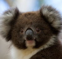 Bimbi Park - Camping Under Koalas - Accommodation Australia