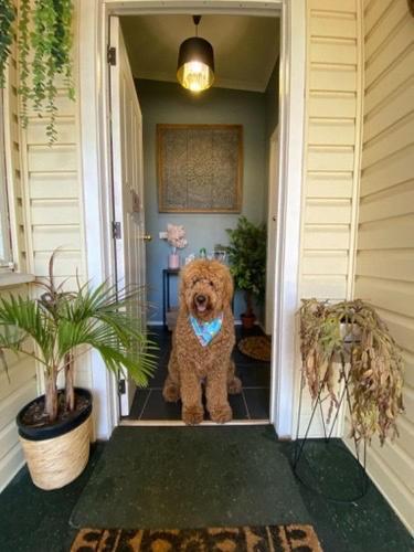 Yours And Theirs Pet Friendly Accommodation - Accommodation Australia 1