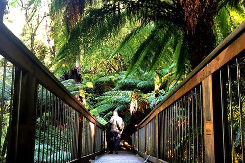 Small-Group Great Ocean Road And Twelve Apostles Full-Day Tour - Local Tourism 1