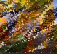 Full Day Tamar Valley Wine Tour - Local Tourism