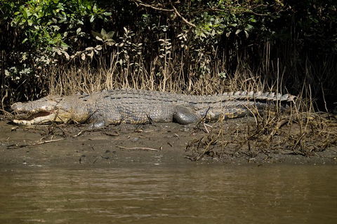 5-Day Best Of Cairns With Daintree, Kuranda, And Great Barrier Reef - Local Tourism 5