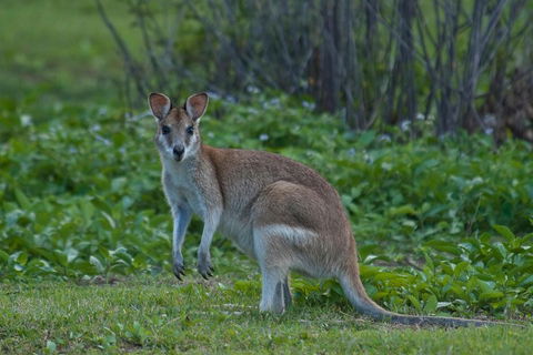 Cairns 4WD Waterfall And Rainforest Tour Including Kuranda Scenic Railway - Local Tourism 2