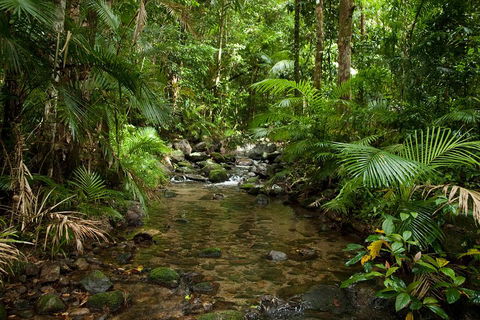 Cairns Reef And Rainforest Combo: Daintree Rainforest And The Great Barrier Reef - Local Tourism 1
