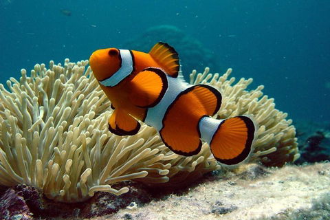 Cairns Reef And Rainforest Combo: Daintree Rainforest And The Great Barrier Reef - Local Tourism 2