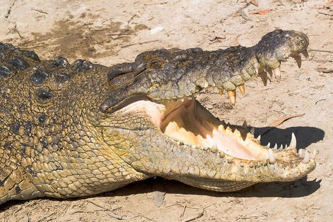 4-Day Cairns Ultimate Combo: Daintree Rainforest, Reef, Kuranda & Paronella Park - Accommodation Australia 0