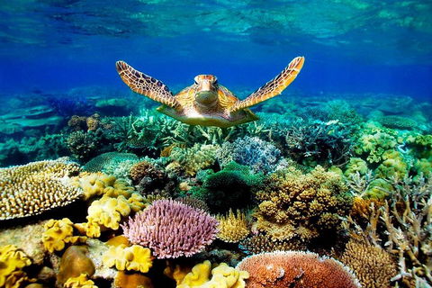 4-Day Cairns Ultimate Combo: Daintree Rainforest, Reef, Kuranda & Paronella Park - Accommodation Australia 3
