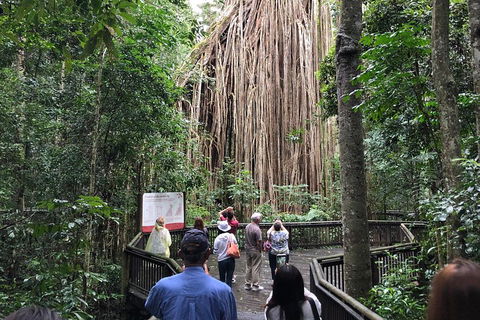 4-Day Cairns Ultimate Combo: Daintree Rainforest, Reef, Kuranda & Paronella Park - Accommodation Australia 5