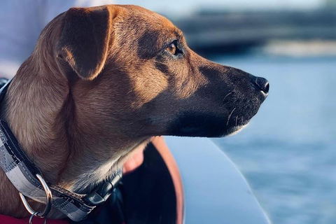 1.5-Hour Boat Rental In Melbourne - Accommodation Australia 0