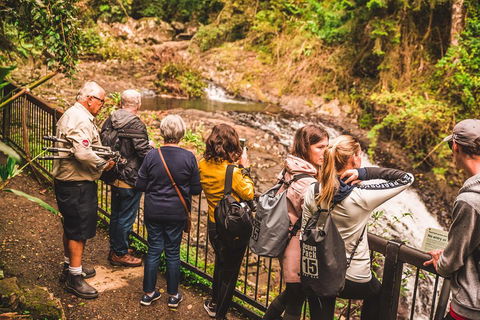 Full-day Springbrook National Park Tour From The Gold Coast - Local Tourism 0