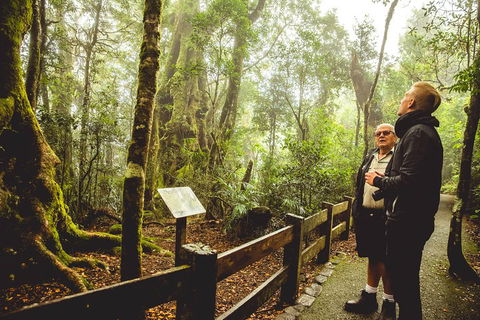 Full-day Springbrook National Park Tour From The Gold Coast - Local Tourism 1