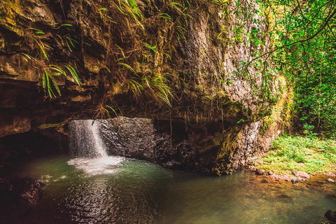 Full-day Springbrook National Park Tour From The Gold Coast - Local Tourism 4