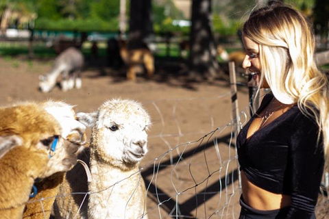 O'Reilly's & Lamington National Park Incl. Alpaca Farm + Vineyard - Local Tourism 3