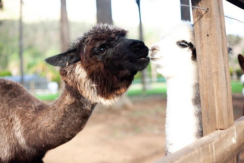O'Reilly's & Lamington National Park Incl. Alpaca Farm + Vineyard - Local Tourism 4