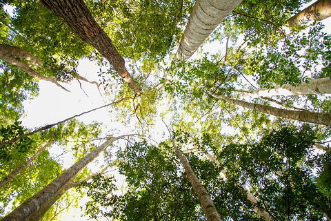 Fraser Island 4WD Tour From Noosa - Local Tourism 0