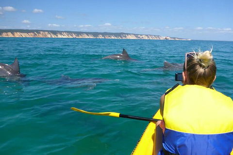 Kayak With Dolphins And 4WD Great Beach Drive Day Trip From Noosa - Accommodation Australia 1