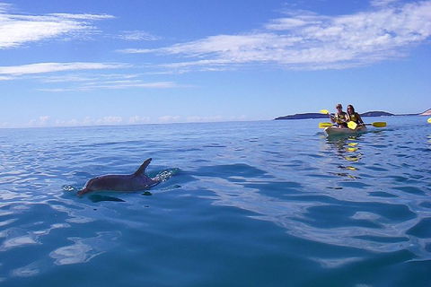 Kayak With Dolphins And 4WD Great Beach Drive Day Trip From Noosa - Accommodation Australia 2
