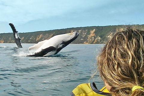 Kayak With Dolphins And 4WD Great Beach Drive Day Trip From Noosa - Accommodation Australia 3