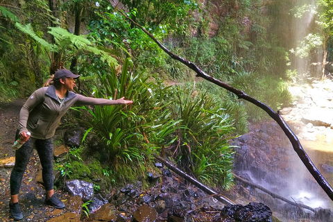 Rainforest & Waterfalls Extravaganza - Accommodation Australia 4