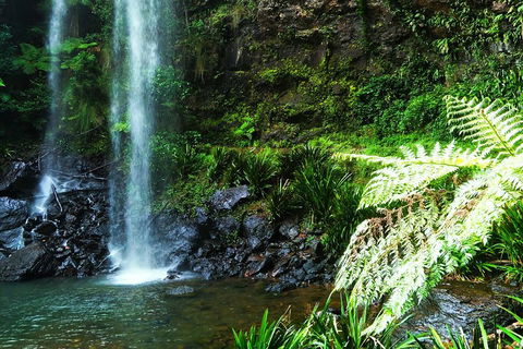 Private Tour - Rainforest & Waterfalls Extravaganza - Local Tourism 1