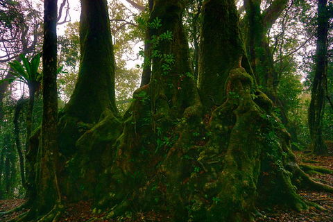 Private Tour - Rainforest & Waterfalls Extravaganza - Local Tourism 5
