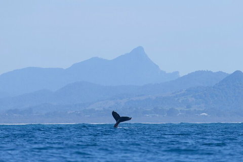 The Byron Bay Sea Kayak Tour - Accommodation Australia 0