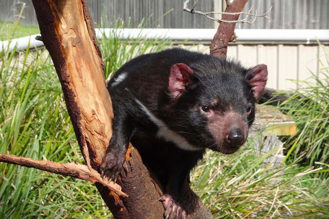 Tasmania 4 Day East Coast + Launceston - Accommodation Australia 2
