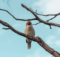 Highlights Of Kings Park - Local Tourism