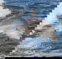 Noosa Oceanrider Scenic Dolphin Safari - Local Tourism