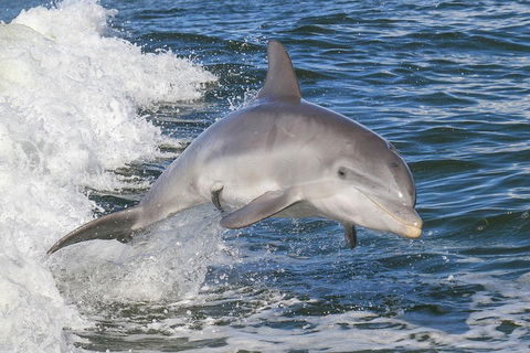 Noosa Oceanrider Scenic Dolphin Safari - Local Tourism 0