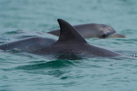 Noosa Oceanrider Scenic Dolphin Safari - Local Tourism 1