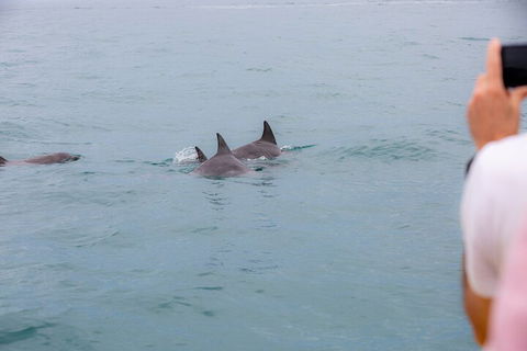 Noosa Oceanrider Scenic Dolphin Safari - Local Tourism 2