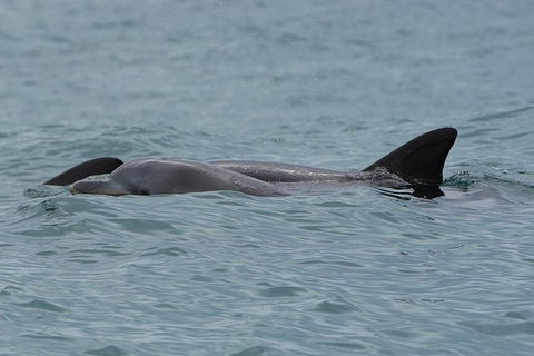 Noosa Oceanrider Scenic Dolphin Safari - Local Tourism 3