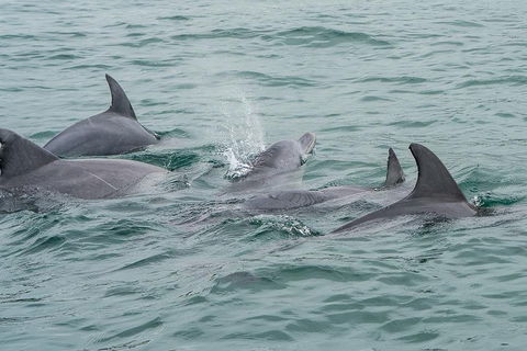 Noosa Oceanrider Scenic Dolphin Safari - Local Tourism 5